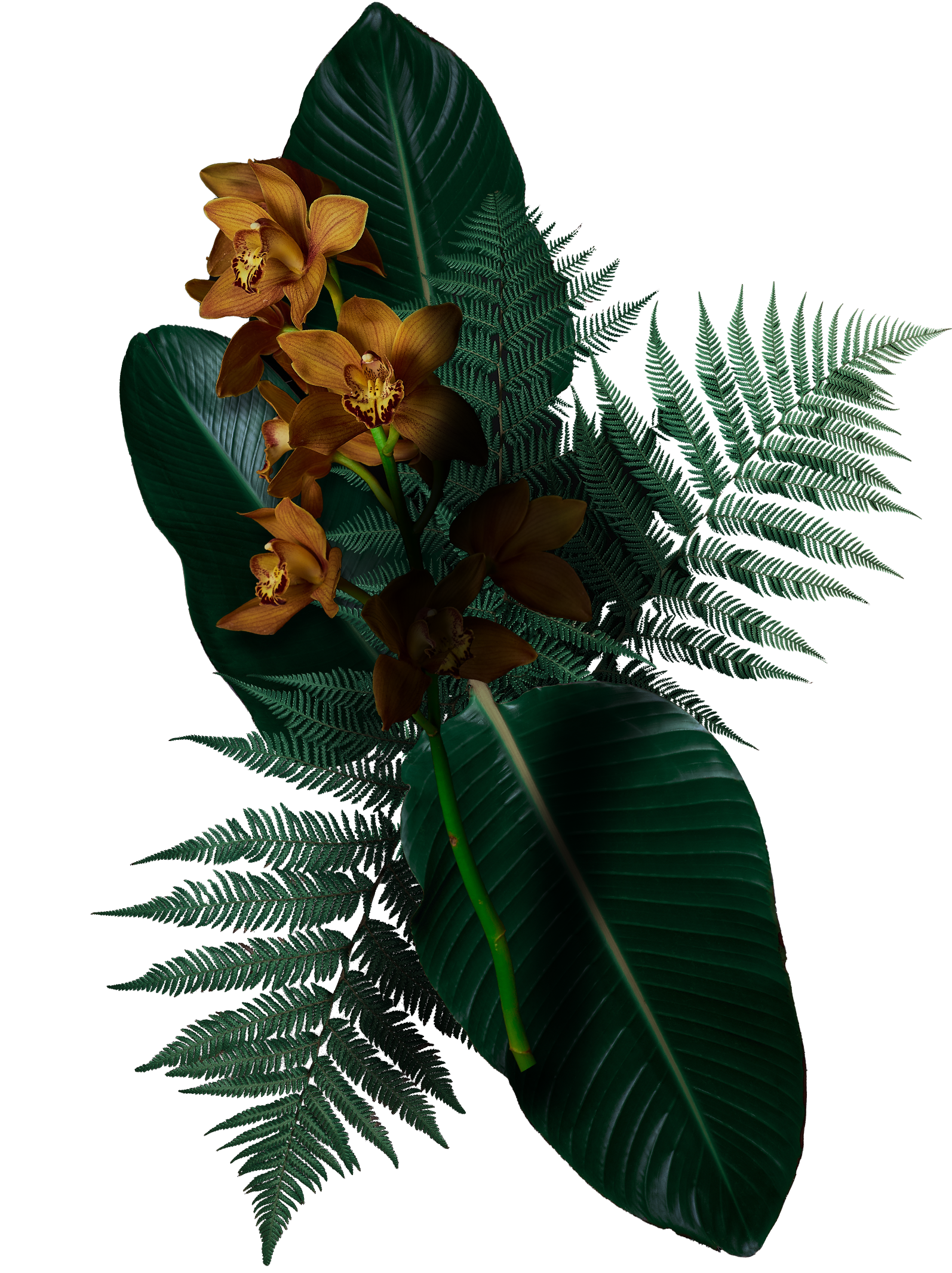 unique blend of orchids plants leaves banana ferns