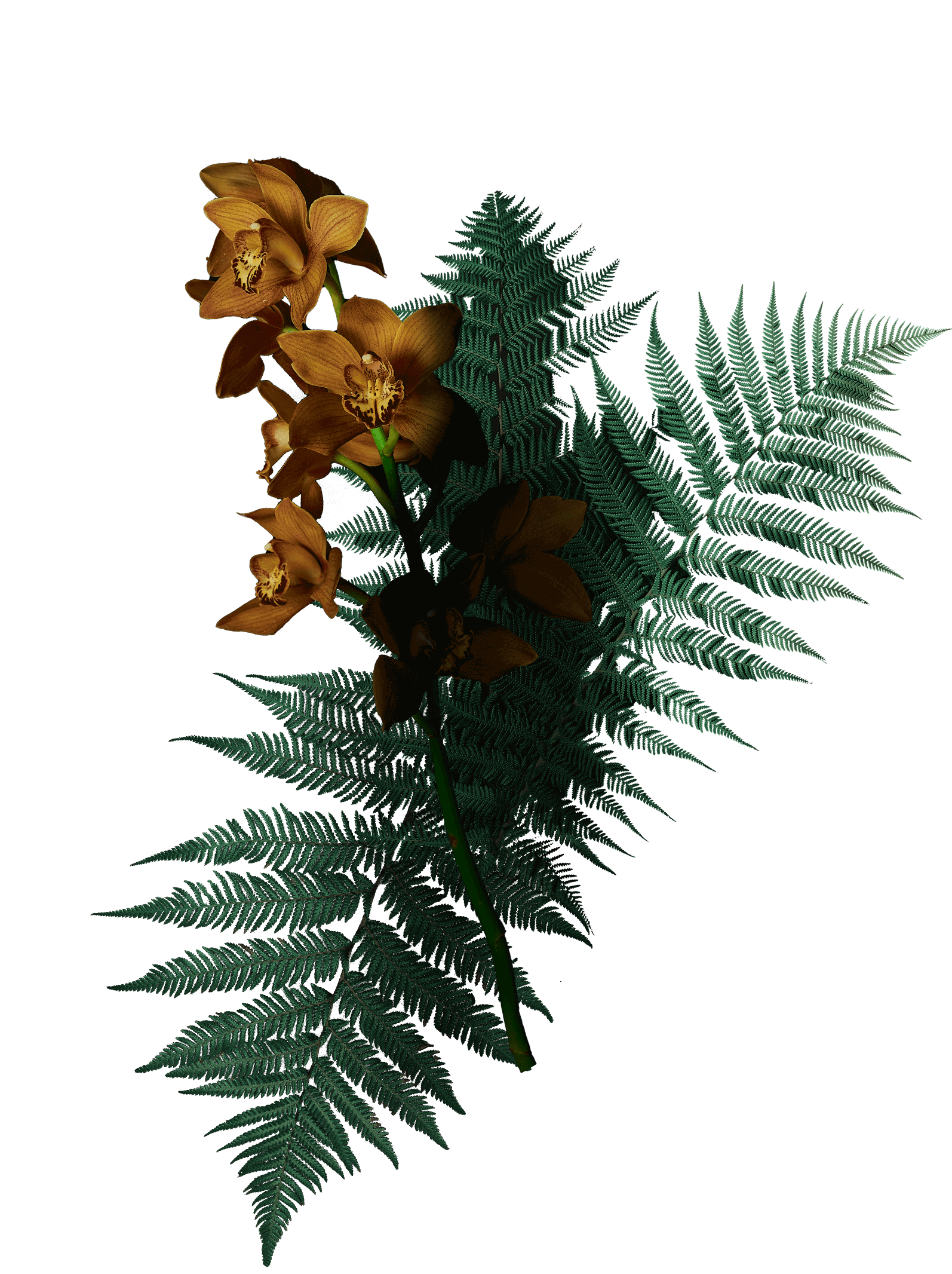zaya rum orchids flowers leaves